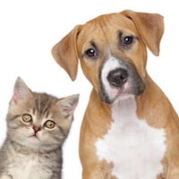 Best Air Purifier For Dust And Dog Hair Best Air Purifier For Dust And Dog Hair