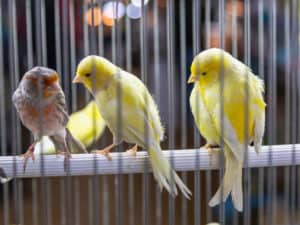 Birds in Cages Creating Dander and Other messes
